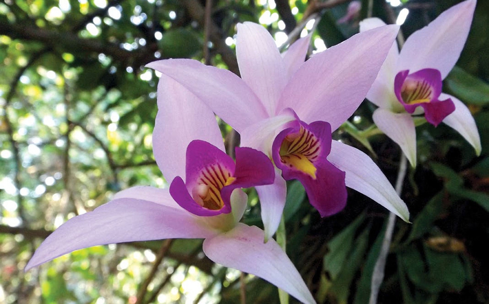 Orquídeas
