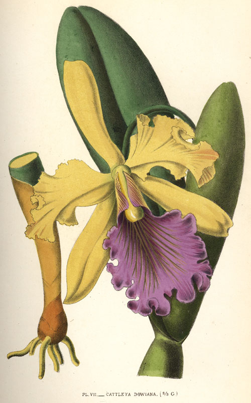 Orquídea Cattleya