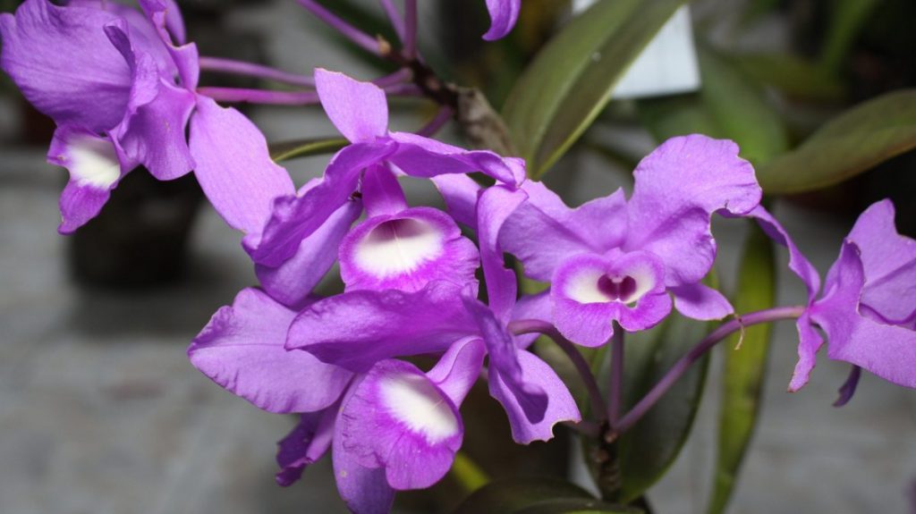 Orquídea de flor grande con labelo marcado
