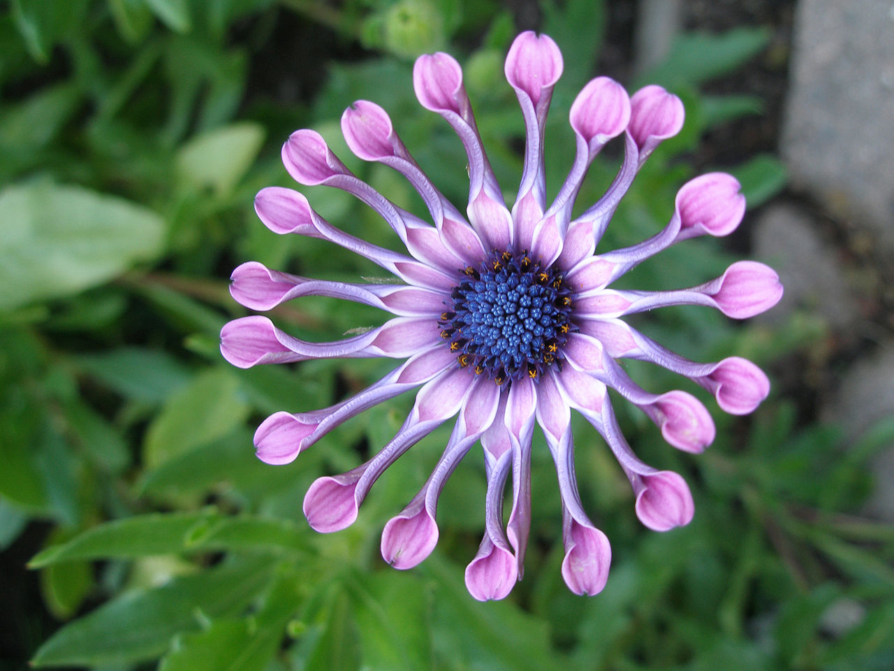 Osteospermum: cuidados, poda y esquejes de la margarita africana