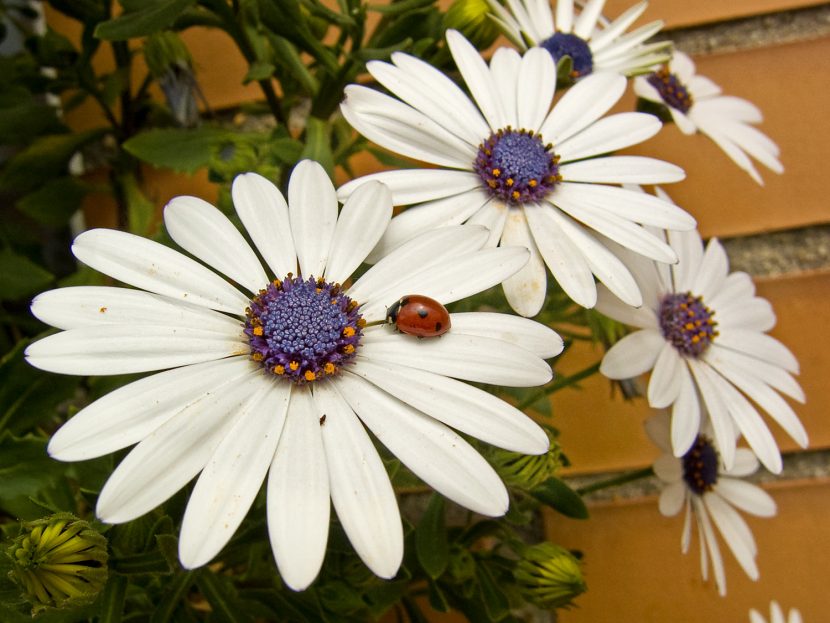 Mata de margarita africana en flor en un jardín
