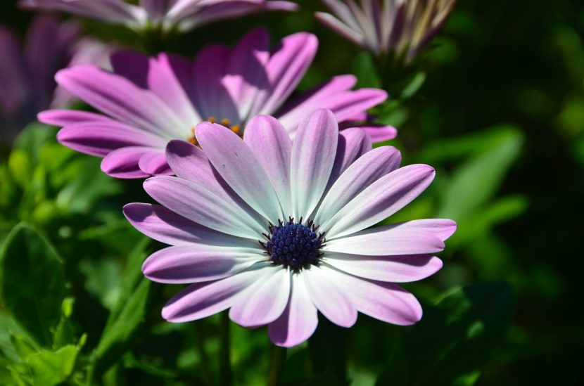 Flor de Osteospermum ecklonis con lígulas blancas y disco central azulado