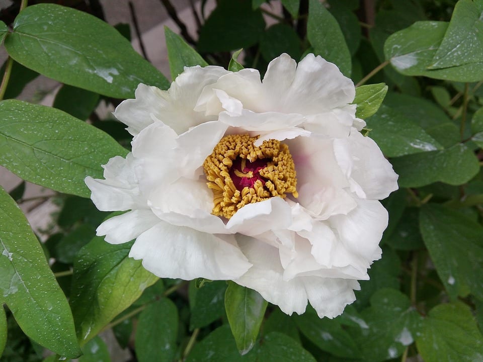 Paeonia lactiflora: plantación, cuidados y por qué no florece