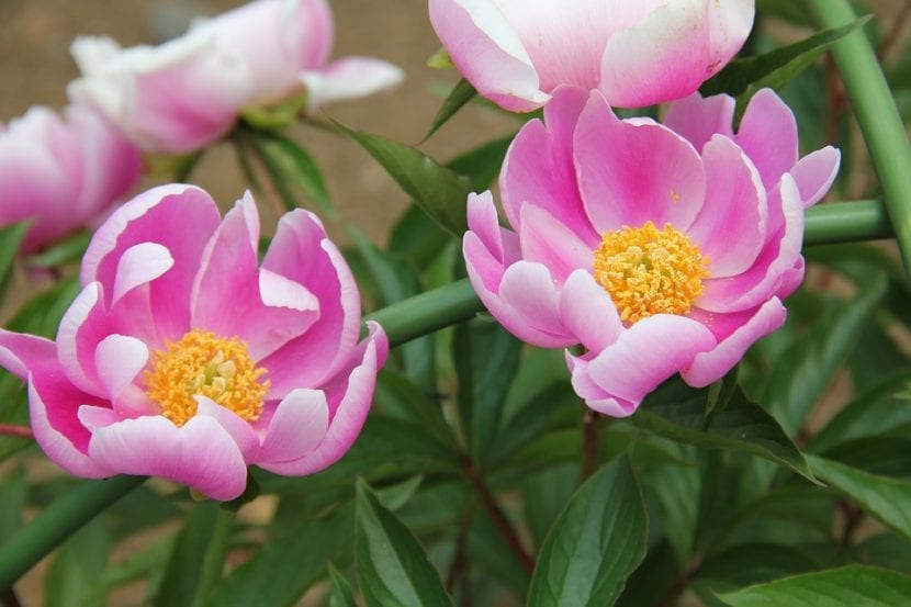 Flor doble de Paeonia lactiflora de color rosa