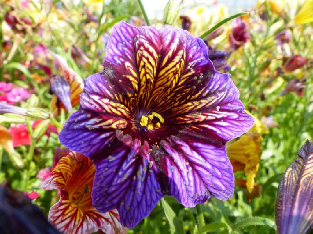 Flores veteadas de Salpiglossis sinuata