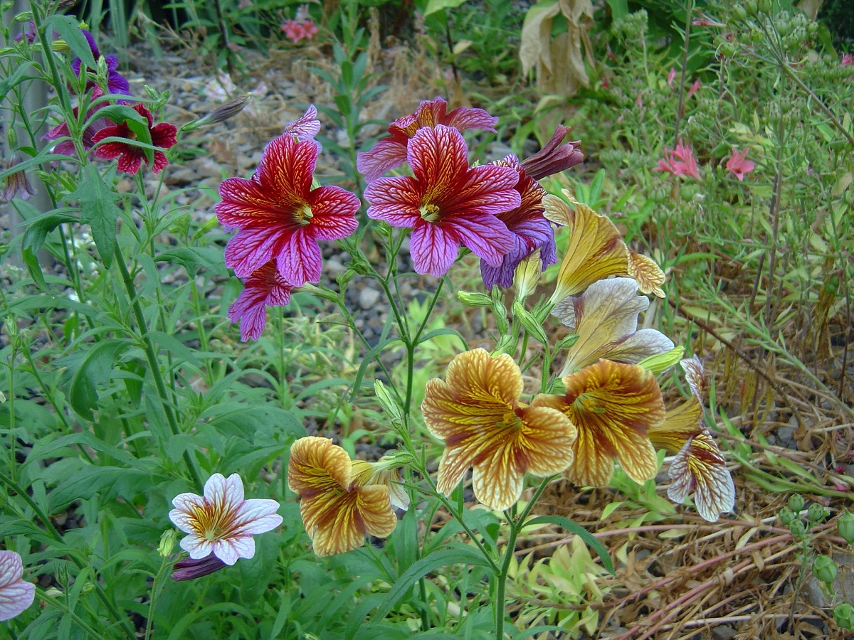 Panza de burro (Salpiglossis sinuata): cultivo y cuidados