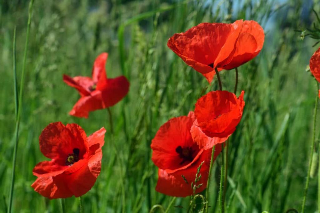 Campo de amapolas en flor