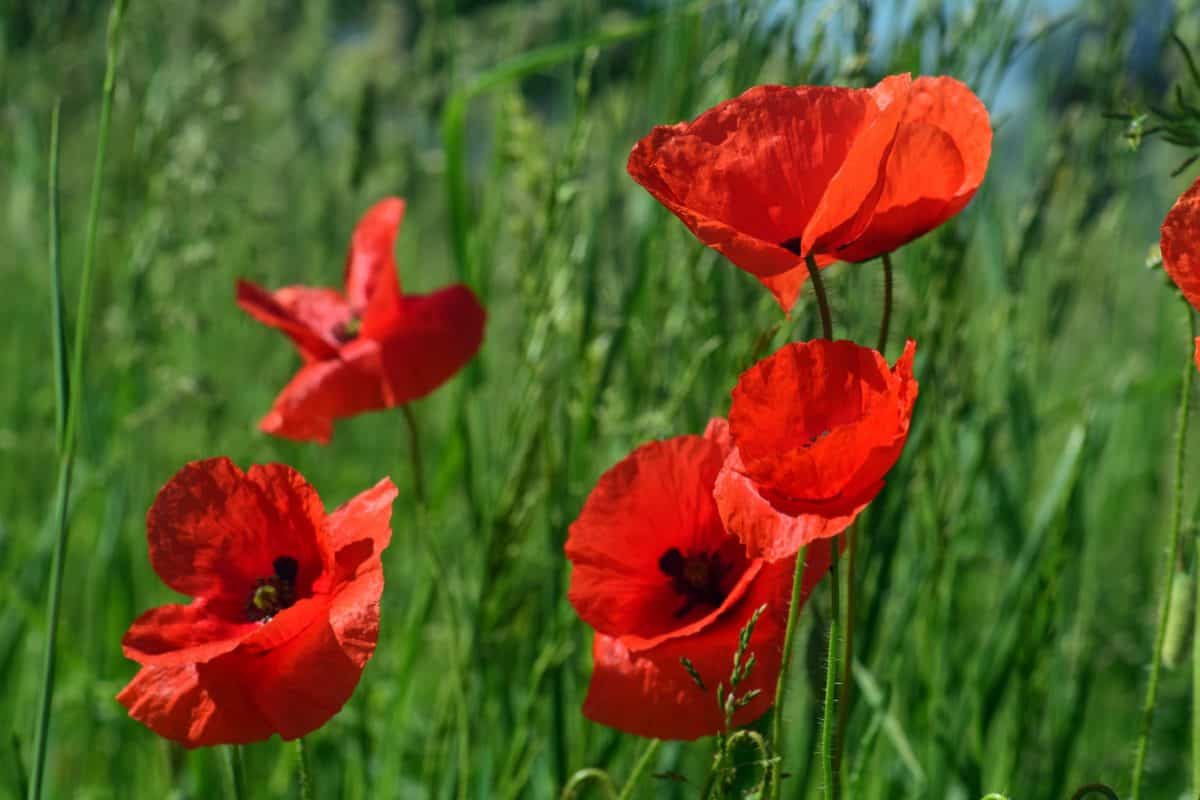 Papaver: especies de amapola y cómo sembrarlas bien