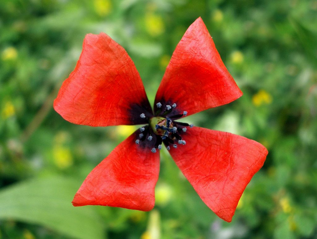Flor de Papaver argemone