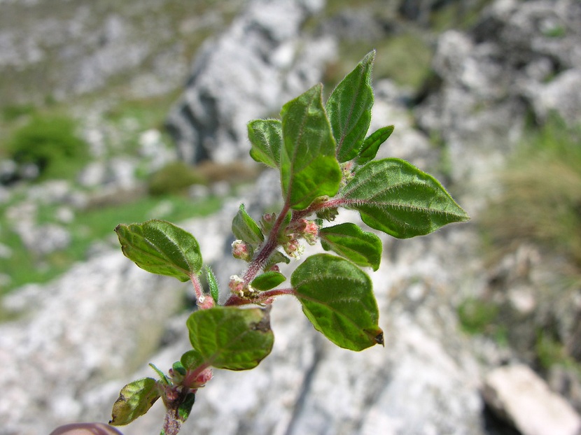 Planta que produce alergias creciendo en una grieta de fachada