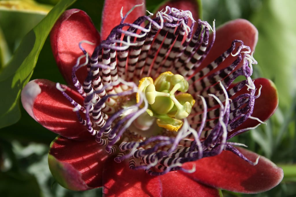 Detalle de la flor y la corona de filamentos de Passiflora alata