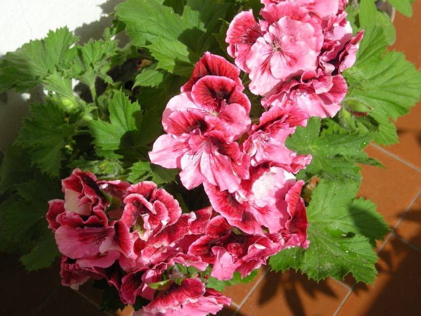 Flores blancas con vetas rojizas de Pelargonium grandiflorum