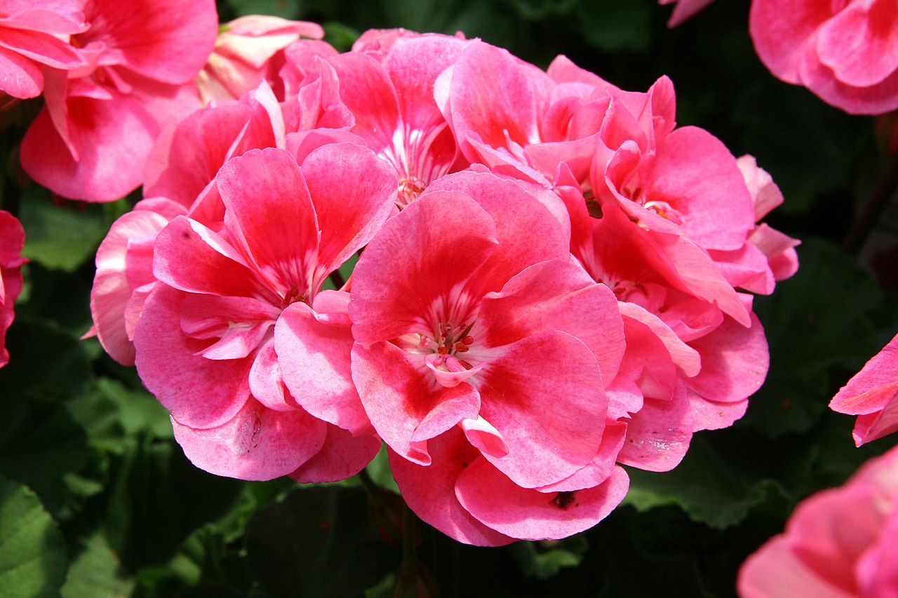 Pelargonium x hortorum: cuidados del geranio de jardín