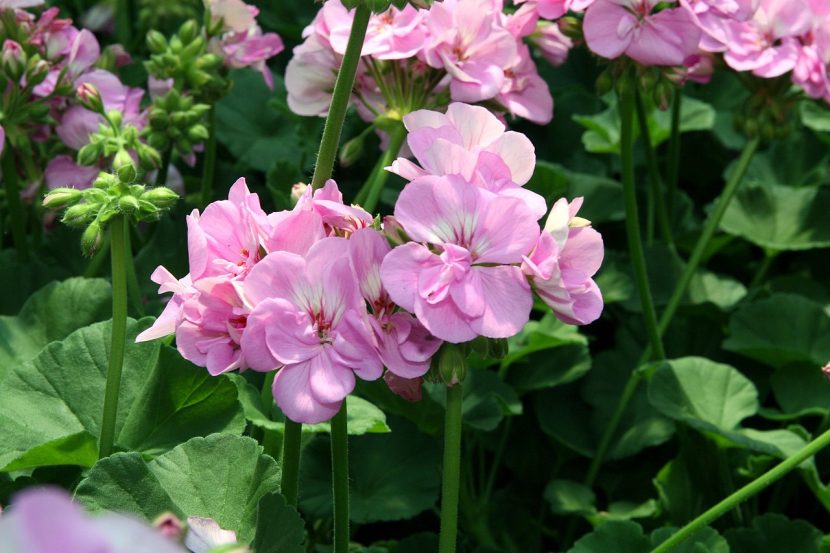 Umbela de flores rojas de geranio malvón