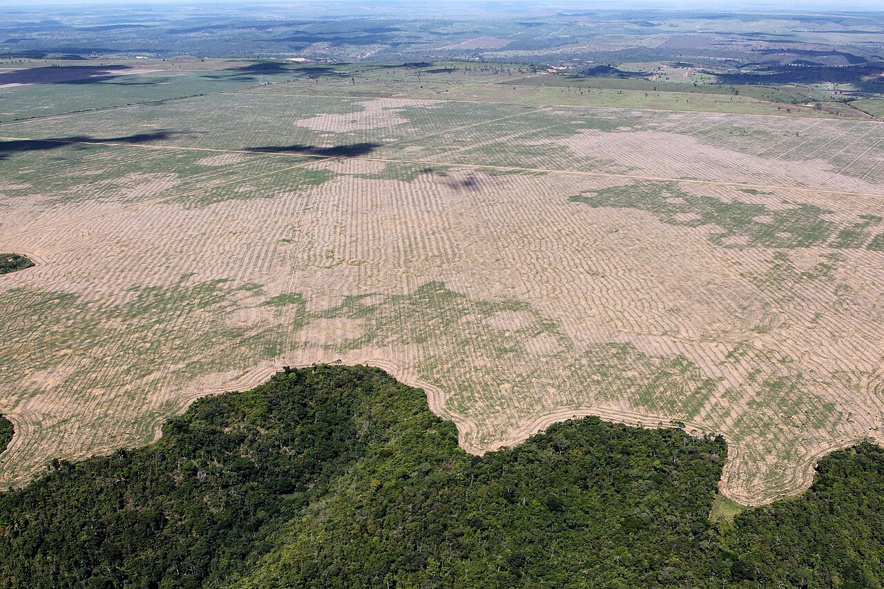 Peligros de la deforestación