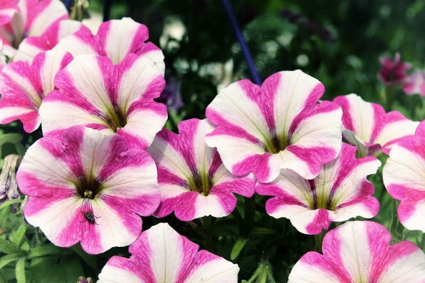 Macizo de petunias de varios colores en floración