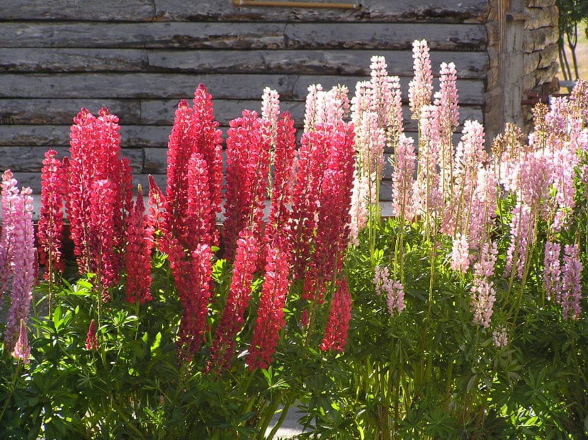Espigas de flores de lupino en un jardín
