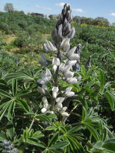 Lupinus albus, el altramuz blanco de cultivo