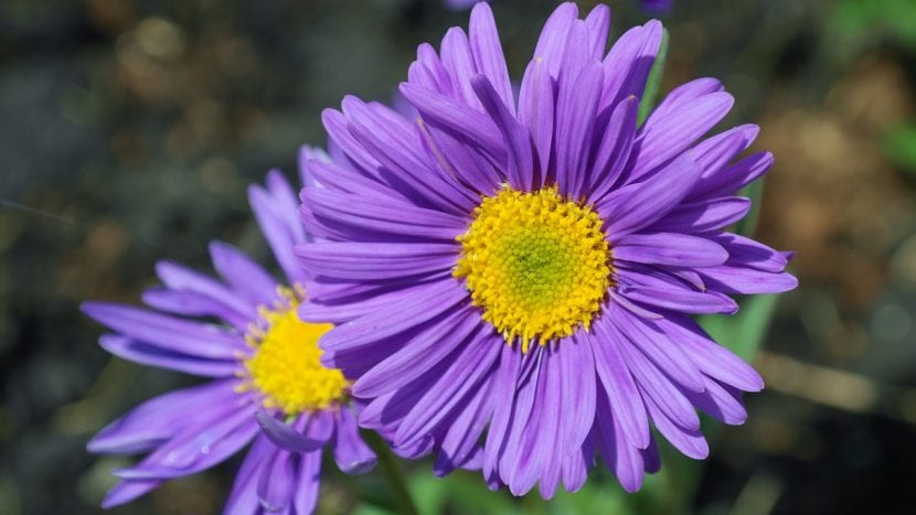Flores de aster de color lila con centro amarillo