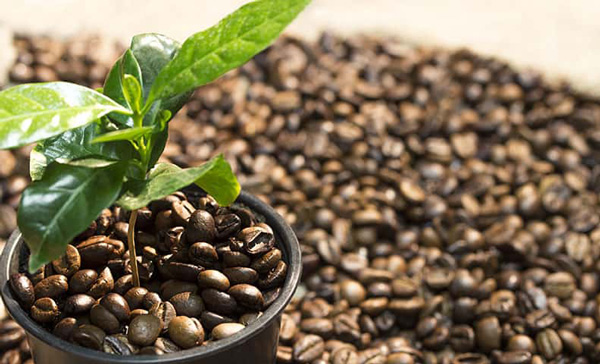 Planta joven de café cultivada en maceta