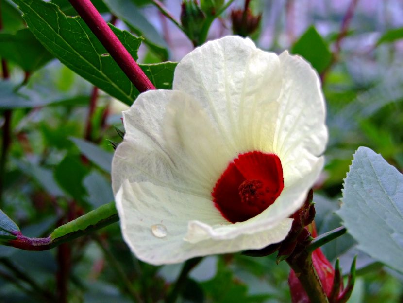 Cálices carnosos rojos de Hibiscus sabdariffa en la planta