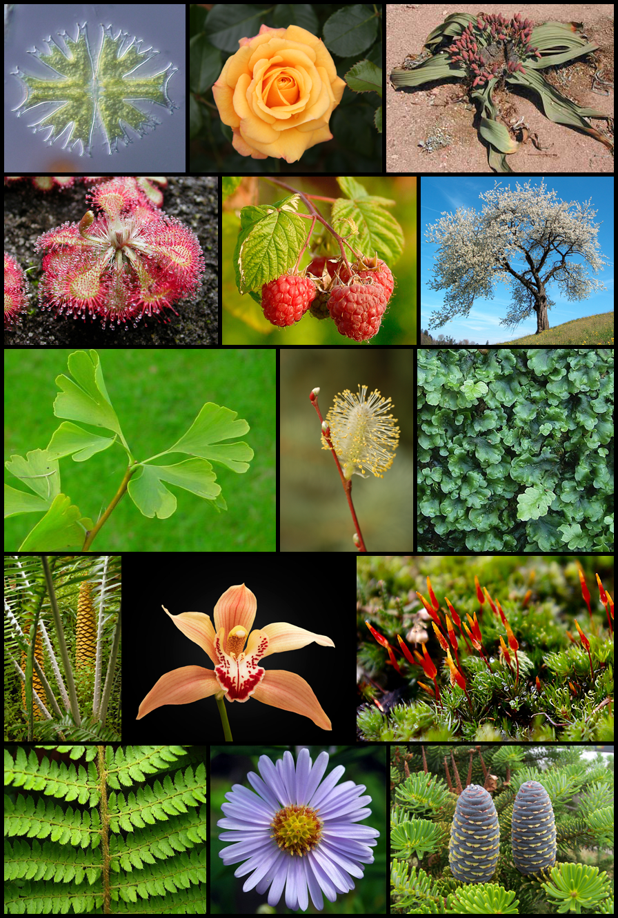 Planta del té