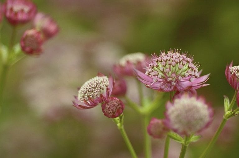 Detalle de la umbela de Astrantia major rodeada de brácteas puntiagudas