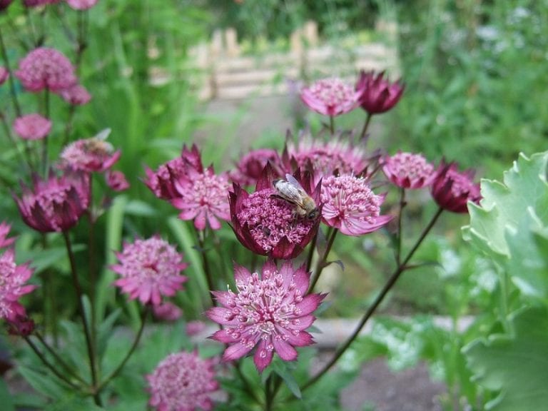 Astrantias floreciendo en un macizo de jardín