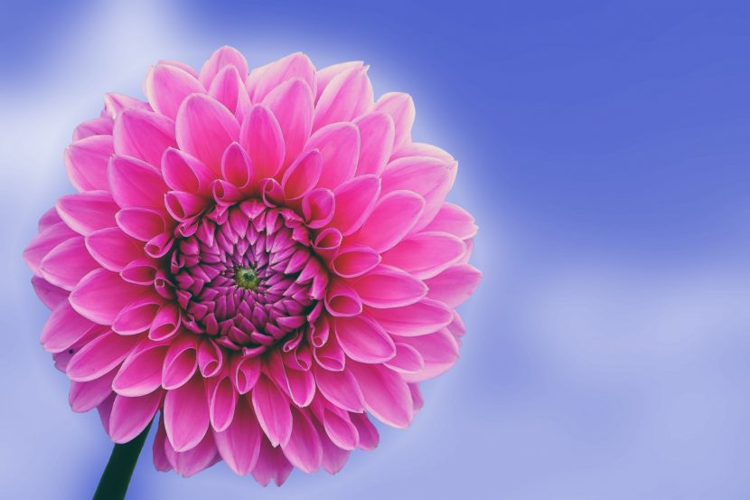 Dalia rosa en flor durante el verano