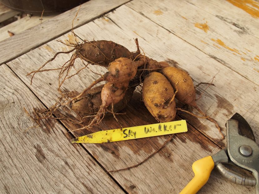 Raíces tuberosas de dalia listas para plantar en maceta