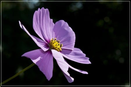 Flor de cosmos rosa abierta en verano