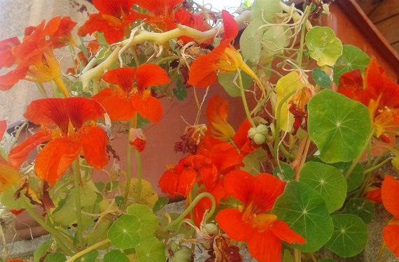 Capuchina comestible: hojas, flores y semillas en la cocina