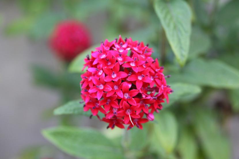 Plantas con flor todo el año: qué elegir según tu clima