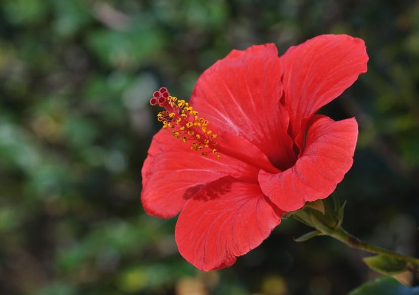 Flor de hibisco abierta con el estambre prominente