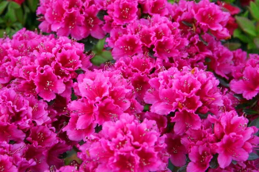 Azalea en flor