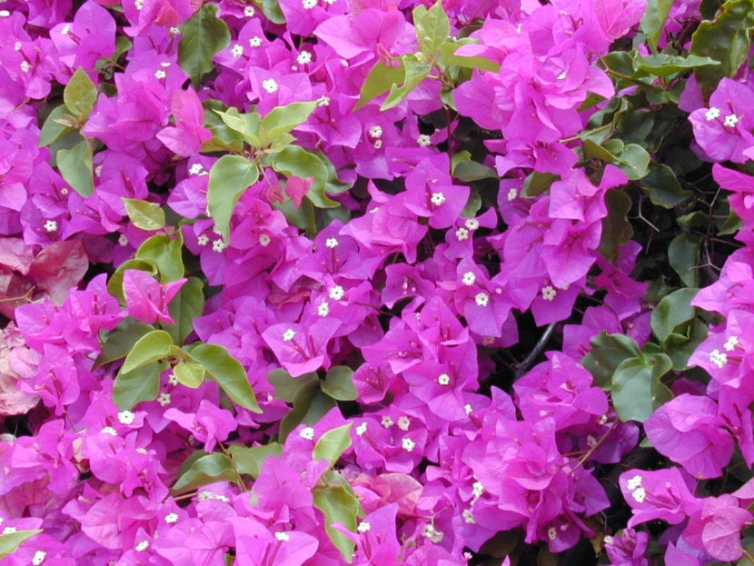 Brácteas moradas de Bougainvillea spectabilis