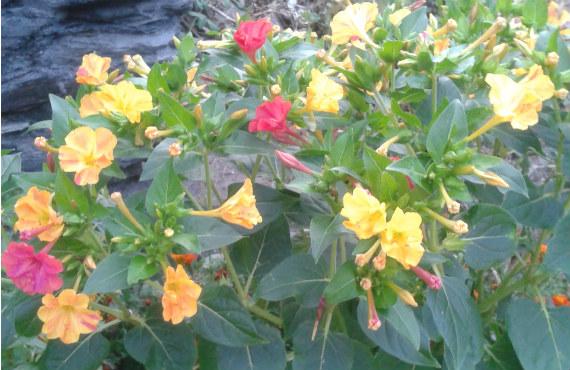 Flores de dondiego de noche abiertas al atardecer