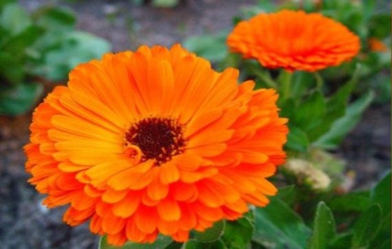 Flores anaranjadas de caléndula