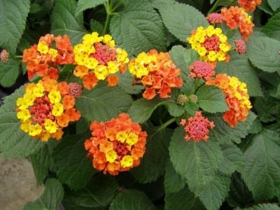 Lantana en flor, planta muy resistente al sol y al calor