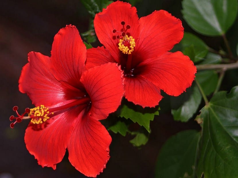 Flor de Hibiscus rosa-sinensis