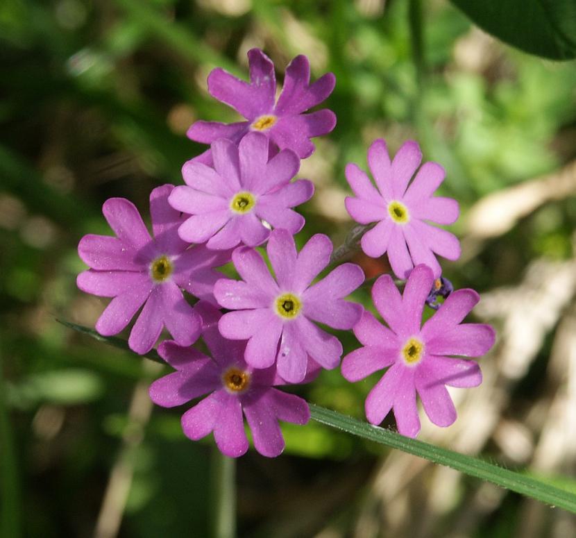 Por qué mis flores no se abren: causas y solución