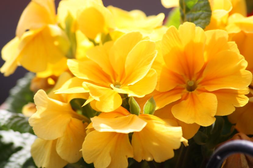 Flores abriéndose en primavera