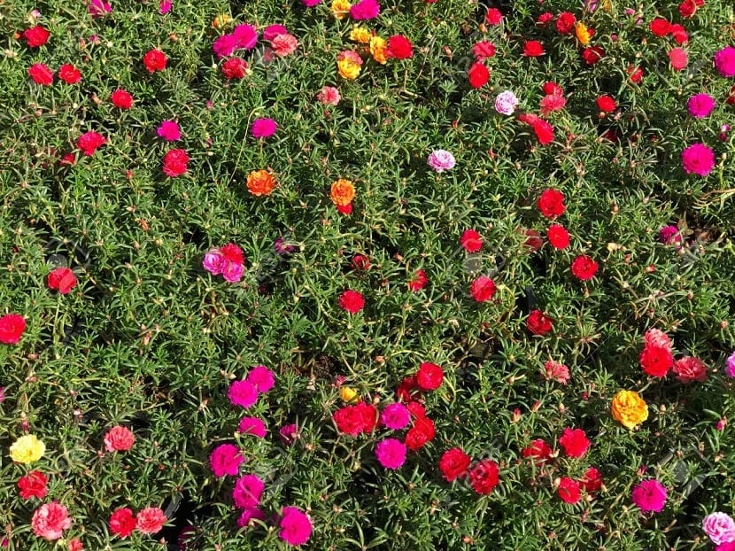 Flores de Portulaca grandiflora abiertas al sol