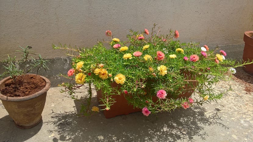 Flores de Portulaca grandiflora abiertas al sol