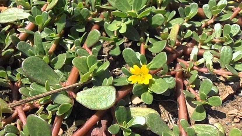 Verdolaga, Portulaca oleracea, de porte rastrero