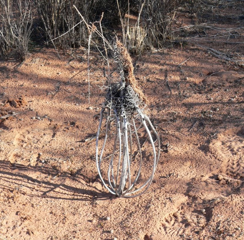 Estructura seca en forma de jaula que deja la Oenothera al final del ciclo