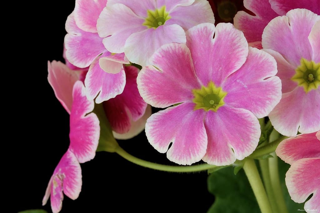 Flores rosas de Primula obconica en umbela