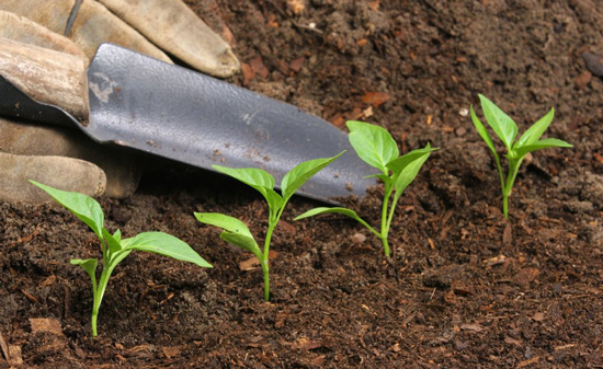Plantones de pimiento recién transplantados en tierra con un trasplantador