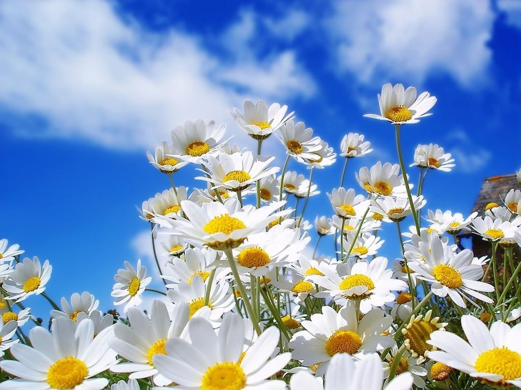 Plantas y flores de temporada para primavera
