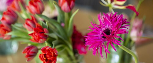 Flores de primavera para regalar
